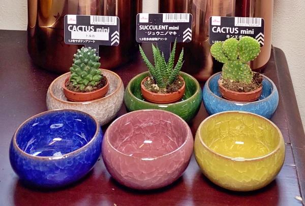 サボテンと多肉植物の違い - 多肉植物とは