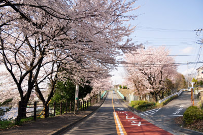 ヒルトップロマンの上の桜